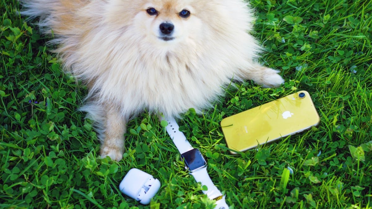 Os aplicativos ideais para quem adora cães e cuida de filhotes caninos.